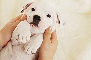 怎么训练斯塔福郡斗牛梗装死 斯塔福郡斗牛梗装死训练心得